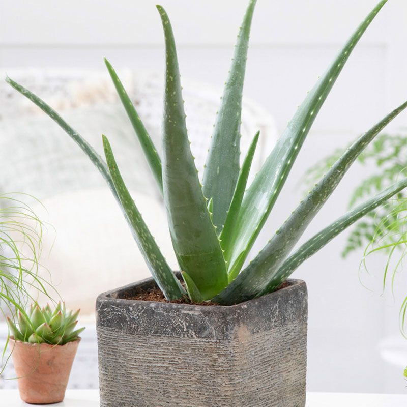 Aloe Vera in Badezimmer